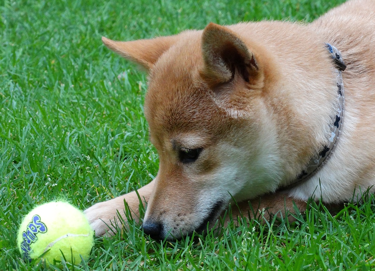 Shiba Inu - The Dogecoin Killer?